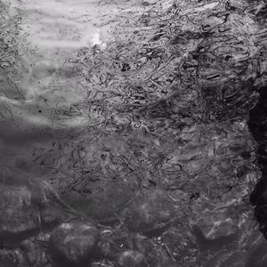 孟狐狸图片大全高清
