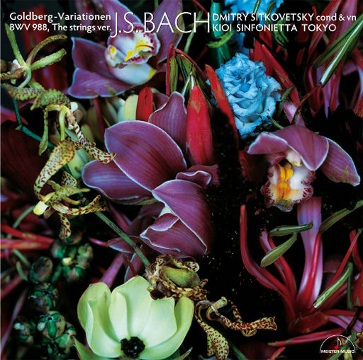 孟狐狸图片大全高清
